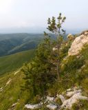 Pinus sylvestris subspecies hamata. Угнетённое дерево с флаговой формой кроны. Карачаево-Черкесия, Малокарачаевский р-н, гора Малый Бермамыт, ≈ 2400 н.у.м., частично задернованная крупнокаменистая осыпь. 01.08.2025.