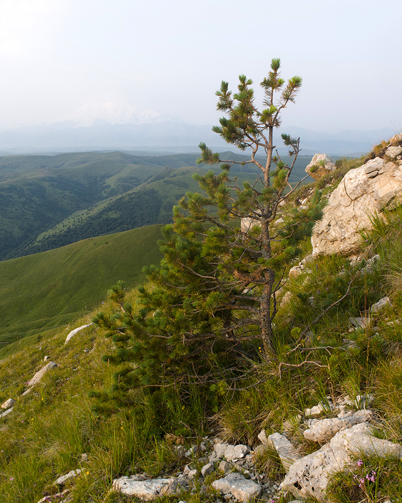 Image of Pinus sylvestris ssp. hamata specimen.