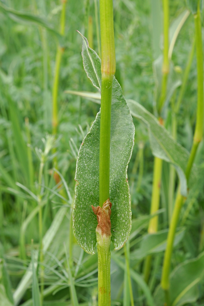 Изображение особи Bistorta officinalis.