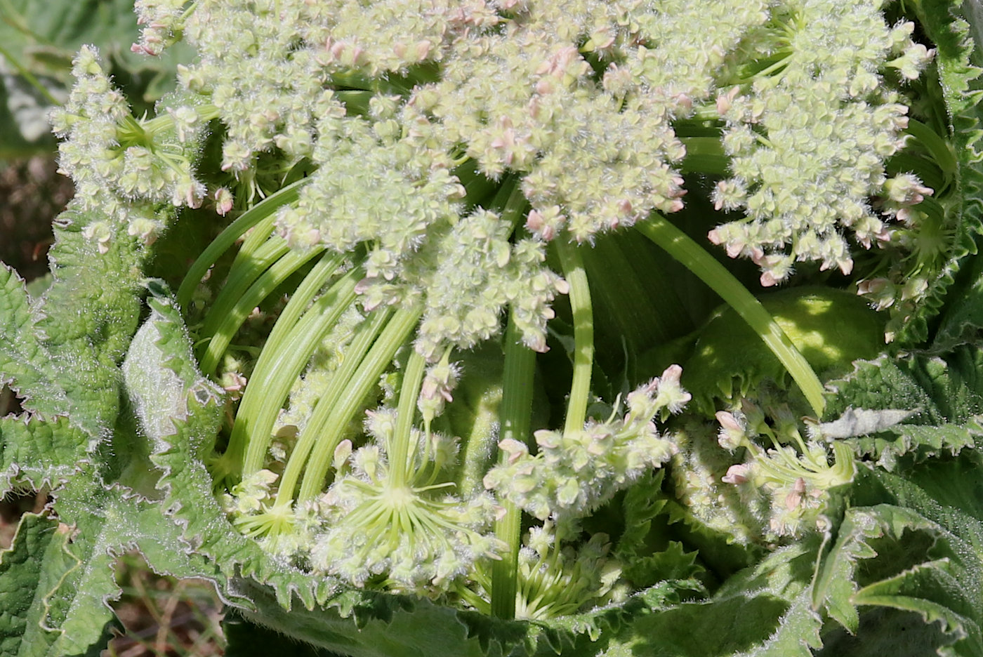 Изображение особи Heracleum grandiflorum.