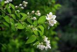 Philadelphus sericanthus. Верхушка ветви с цветками и бутонами. Китай, пров. Шэньси, национальный парк \"Хуашань\", ≈ 2000 м н.у.м., опушка смешанного леса. 02.06.2025.