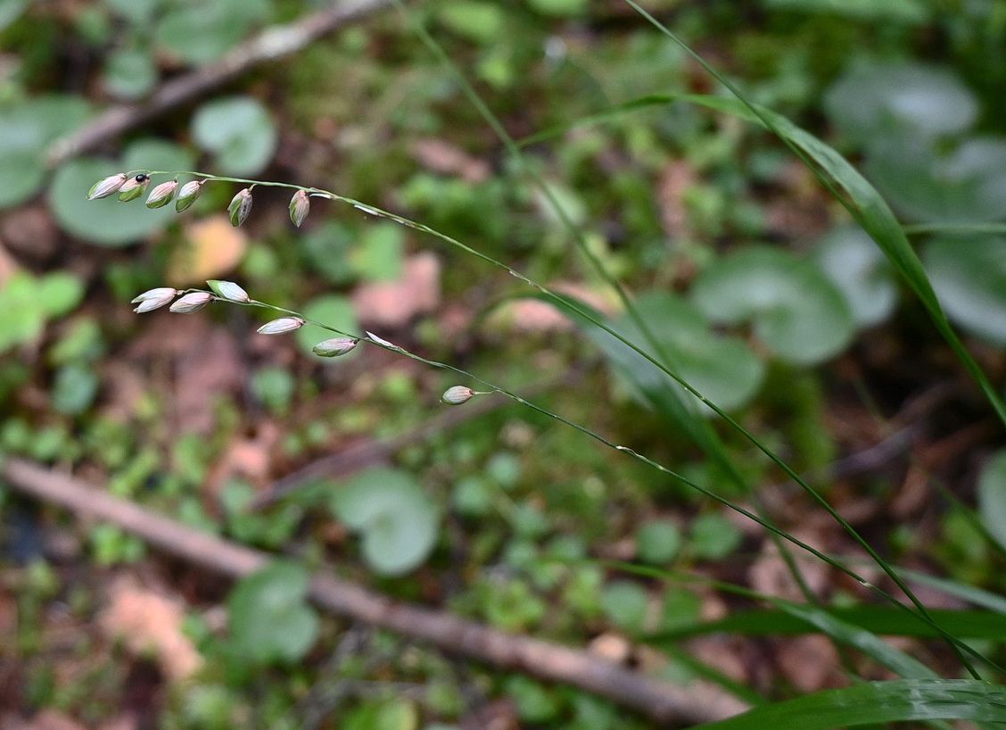 Image of genus Melica specimen.