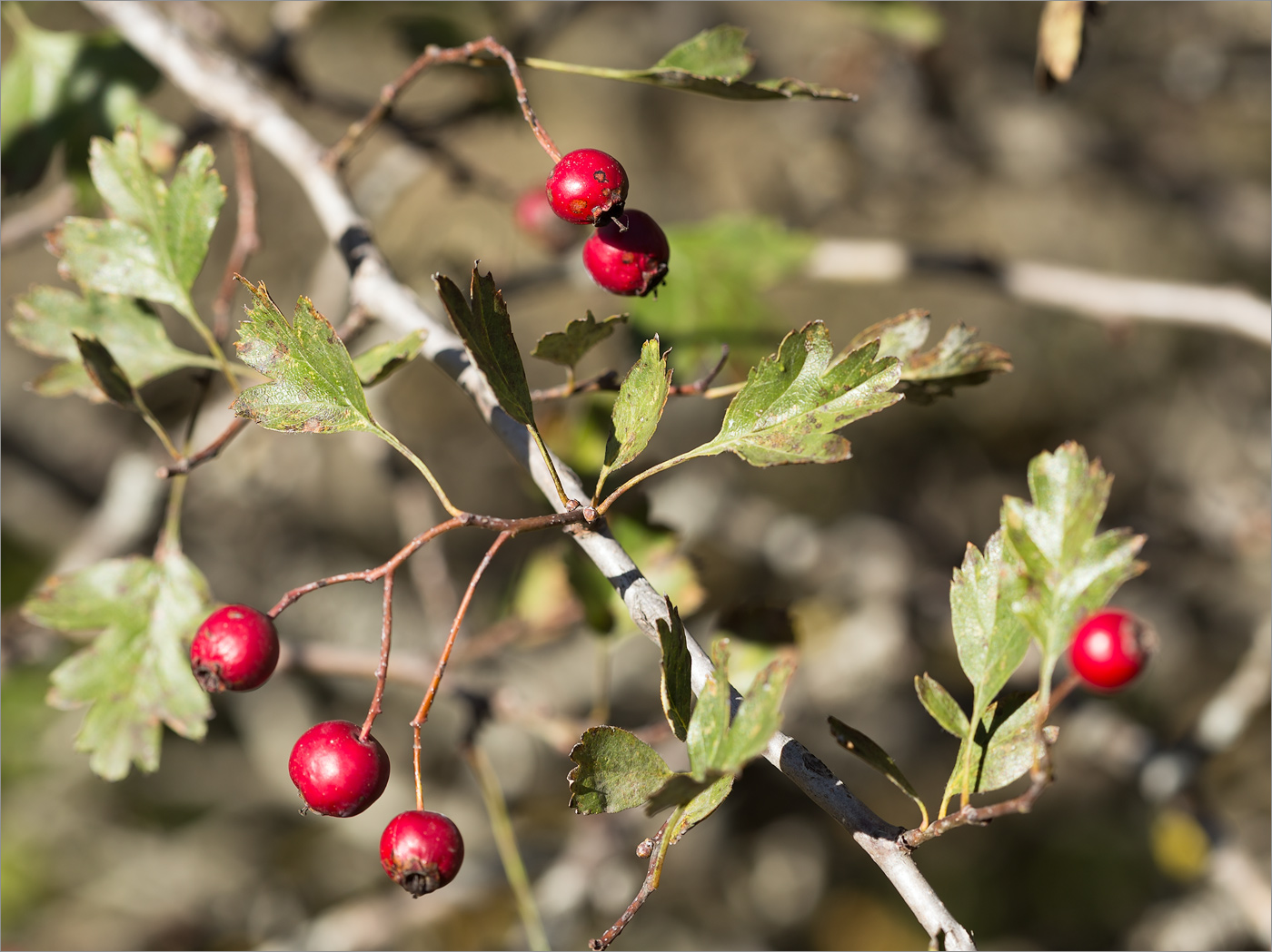 Изображение особи род Crataegus.