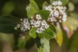 Viburnum tinus. Цветки, бутоны и листья. Краснодарский край, городской округ Сочи, Хостинский р-н, Новая Мацеста, в озеленении. 21.02.2026.