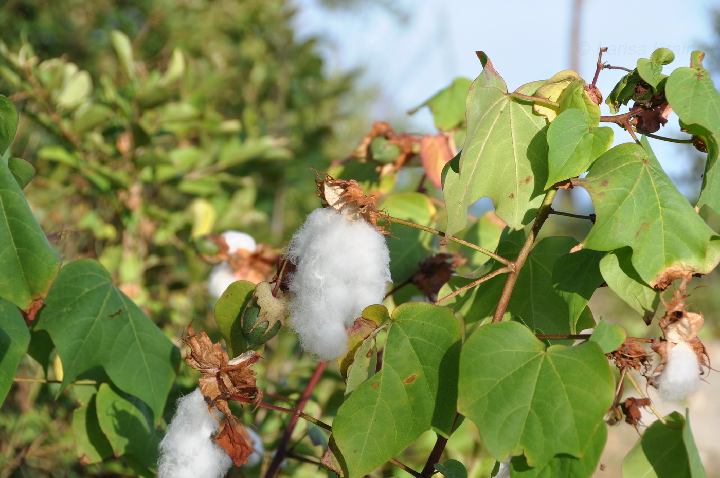 Изображение особи род Gossypium.