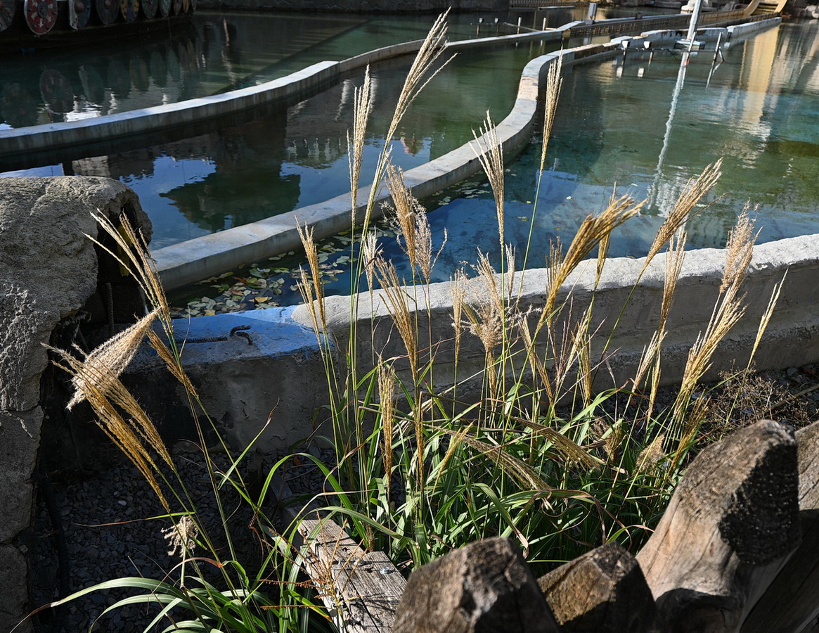 Image of genus Miscanthus specimen.