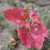 Изображение особи. Автор - Василий Чертищев