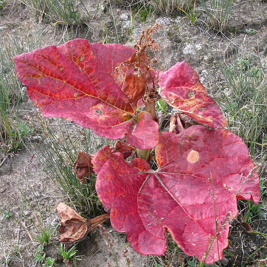 Изображение особи Неопознанный вид.
