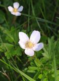 Anemone sylvestris. Цветок (повторное цветение). Красноярский край, г. Красноярск, о. Татышев, лугово-степное сообщество. 23.08.2023.