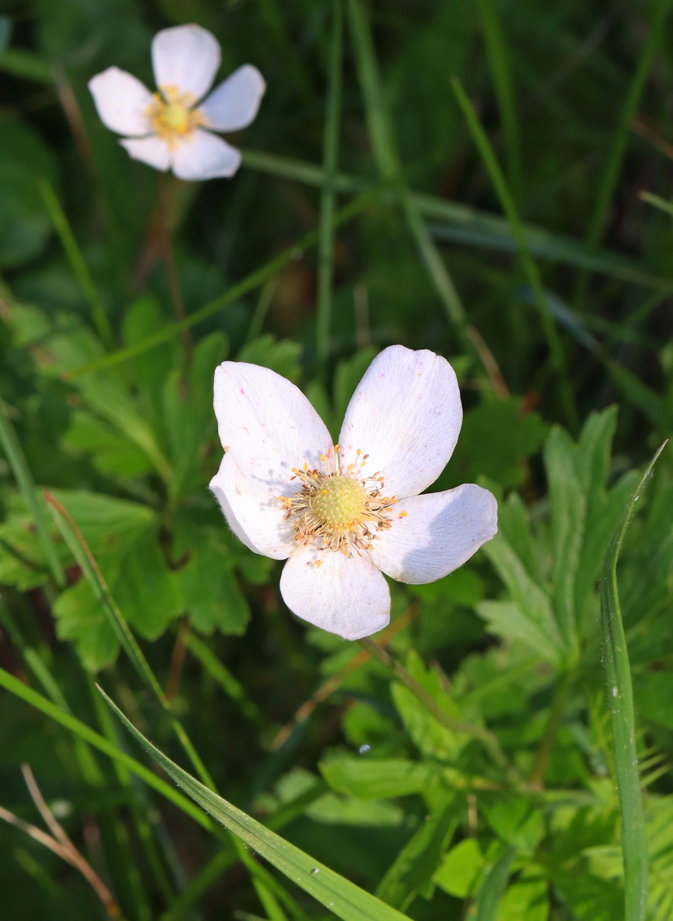 Изображение особи Anemone sylvestris.