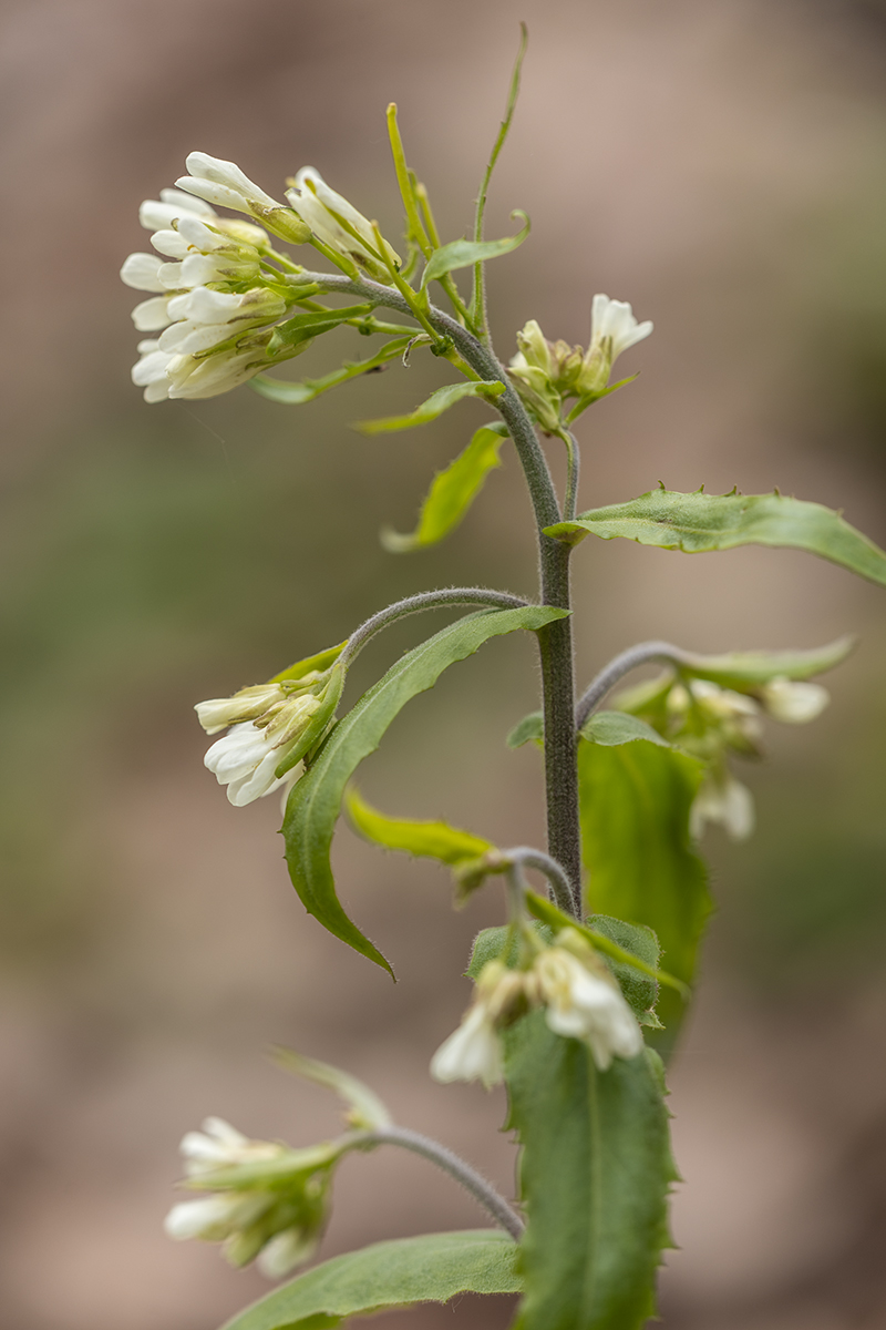 Image of Arabis turrita specimen.