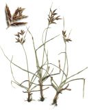 Cyperus rotundus