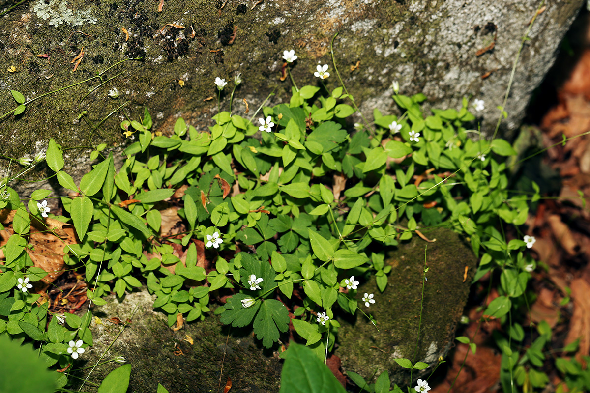 Image of Pseudostellaria davidii specimen.
