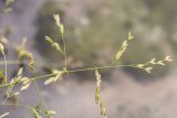 семейство Poaceae