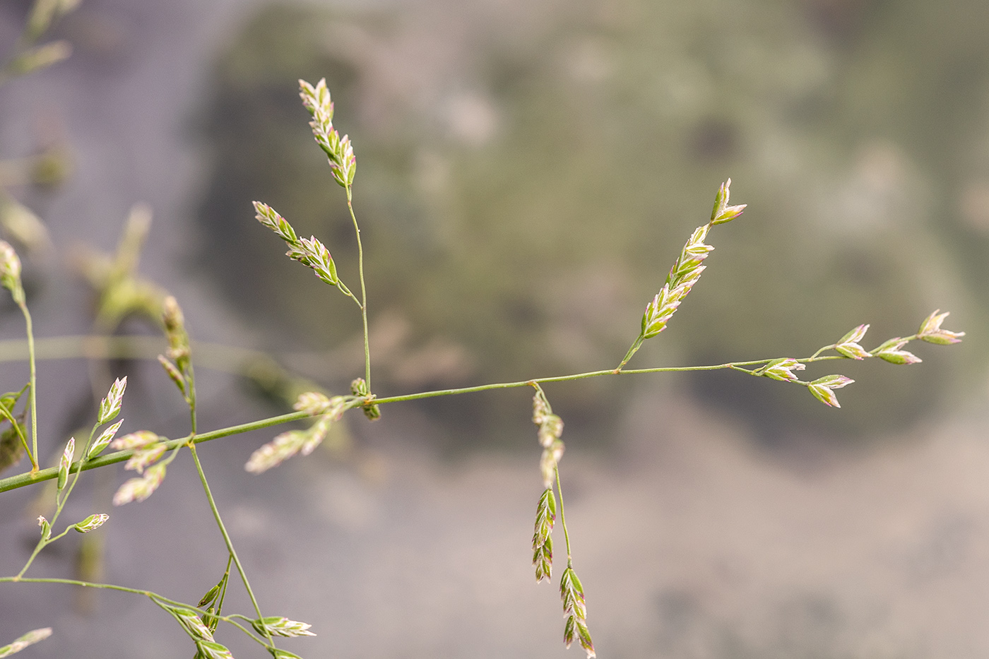 Image of familia Poaceae specimen.