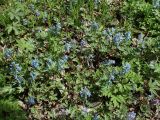Corydalis turtschaninovii. Цветущие растения. Хабаровский край, г. Комсомольск-на-Амуре, дол. р. Силинка, лиственный лес. 16.05.2026.