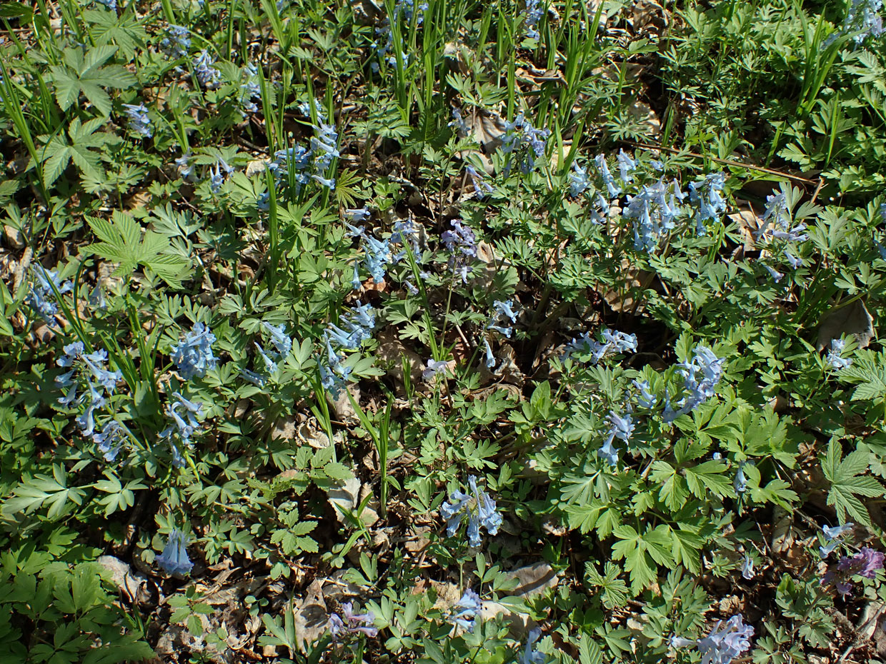 Изображение особи Corydalis turtschaninovii.