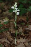 Cephalanthera epipactoides. Цветущее растение (высота — 23 см; длина соцветия — 7 см). Краснодарский край, г/о Новороссийск, окр с. Южная Озереевка, заказник Абраусский, выс. 111 м н.у.м., грабинник у ручья. 21.05.2025.