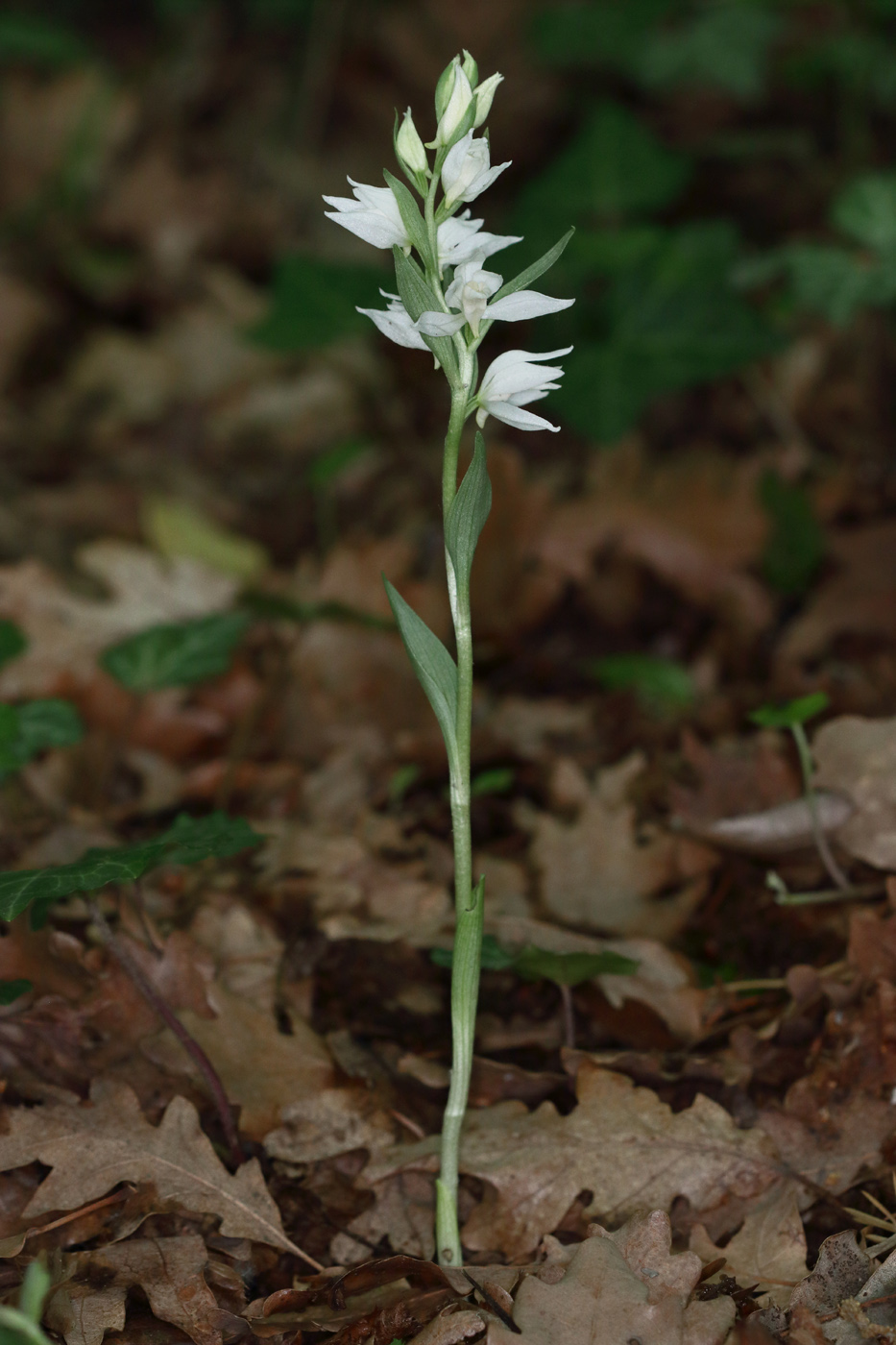 Image of Cephalanthera epipactoides specimen.