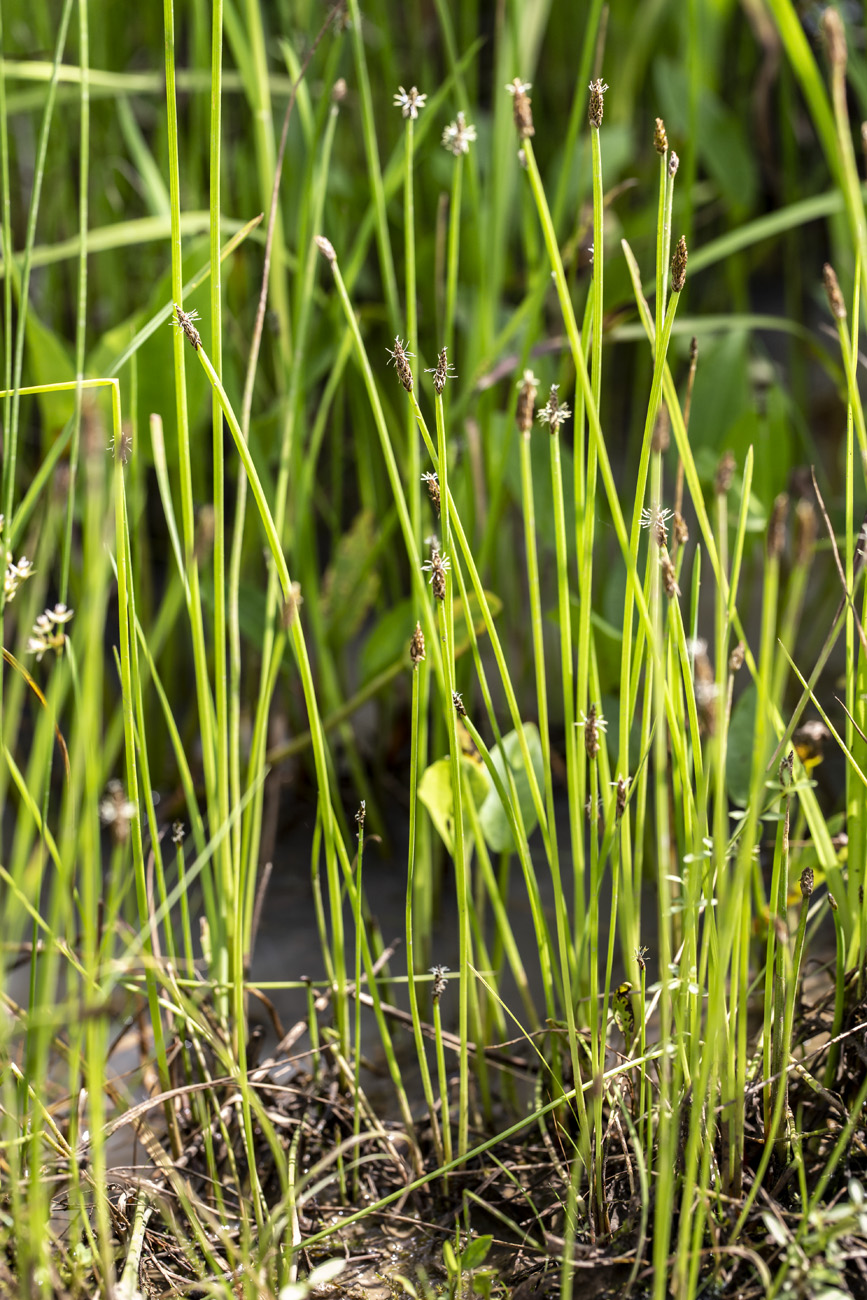Изображение особи Eleocharis mamillata.