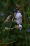 род Silene