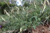 Hedysarum flavescens