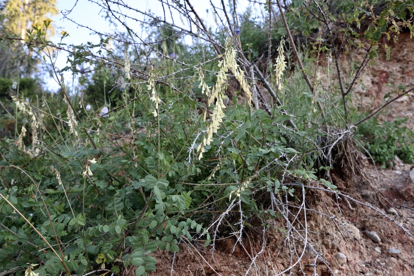 Изображение особи Hedysarum flavescens.
