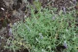 familia Lamiaceae. Цветущие растения. Турция, ил Артвин, р-н Шавшат, скала с крепостью Шавшат, на мелкозёме 11 июня 2026 г.