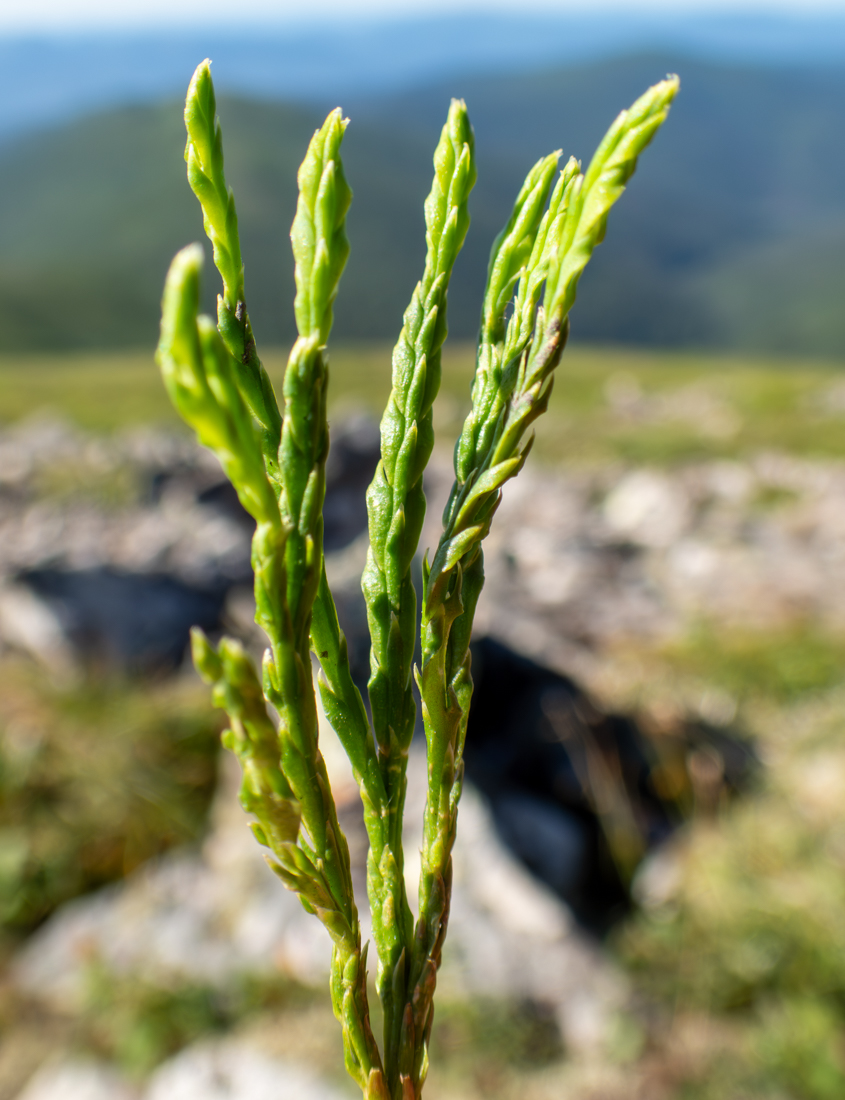 Image of Diphasiastrum alpinum specimen.