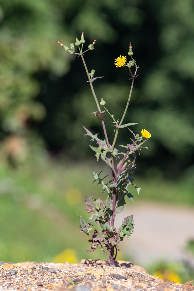 Изображение особи Sonchus oleraceus.