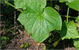 Cucumis sativus. Лист. Московская обл., Раменский р-н, окр. дер. Хрипань, садовый участок. 04.08.2026.