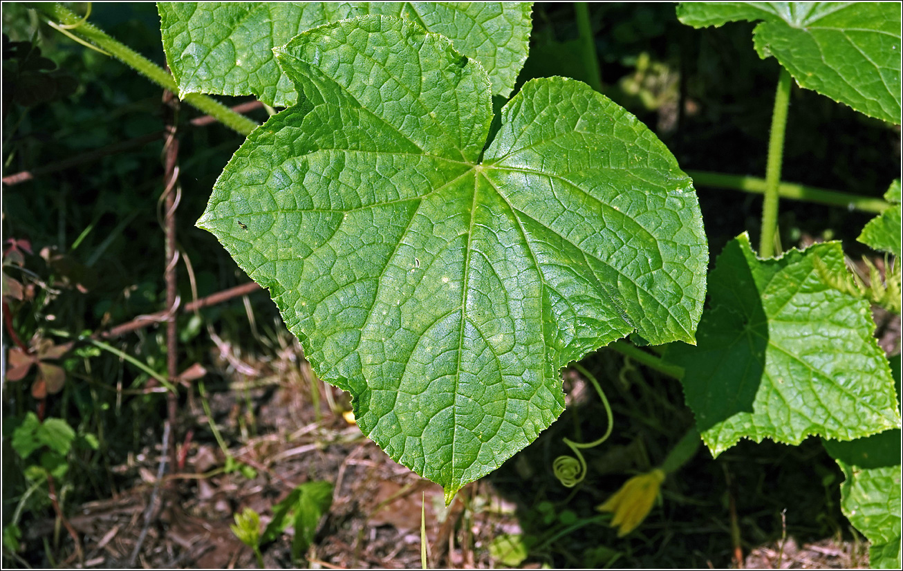Image of Cucumis sativus specimen.
