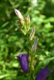 genus Campanula