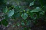 род Betula