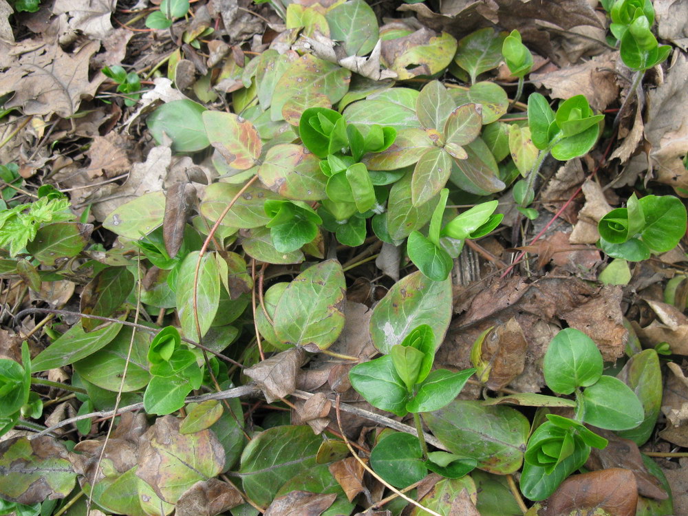 Изображение особи Vinca pubescens.