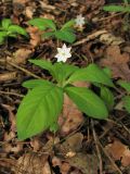 Trientalis europaea. Цветущее растение. Нидерланды, провинция Drenthe, окрестности населённого пункта Zeijen, смешанный лес. 18 мая 2008 г.