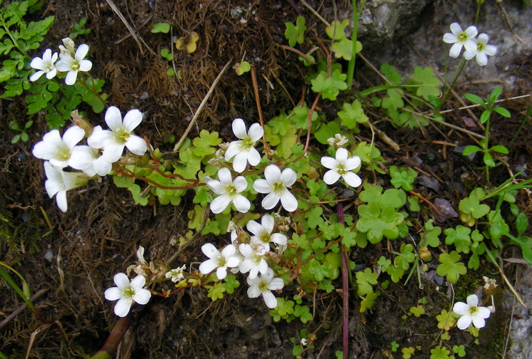 Изображение особи Saxifraga sibirica.