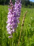 Dactylorhiza fuchsii. Соцветия. Новосибирская обл., Искитимский р-н, пгт Линёво, разнотравный луг. 16 июня 2011 г.