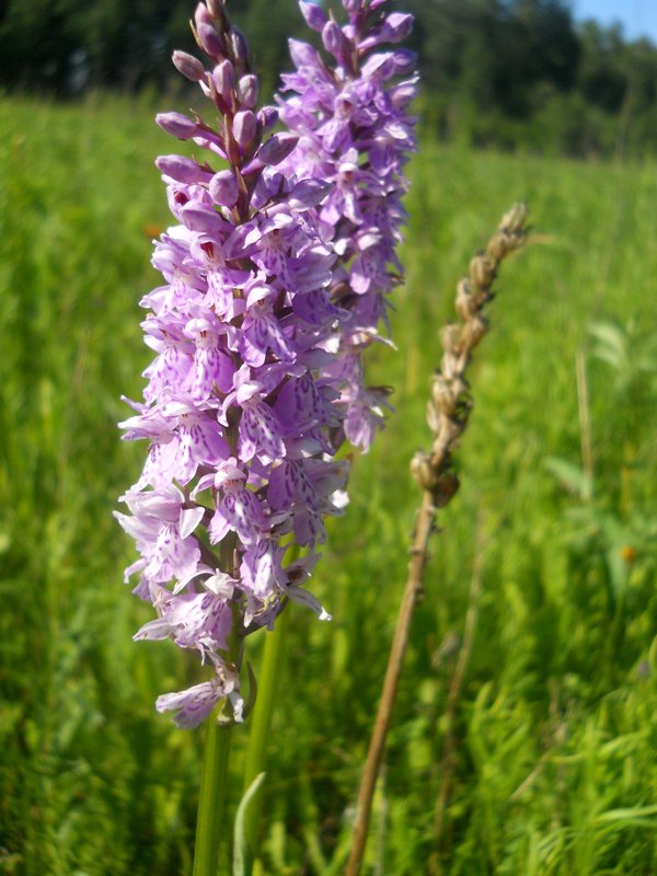 Изображение особи Dactylorhiza fuchsii.