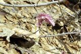 Lathraea squamaria