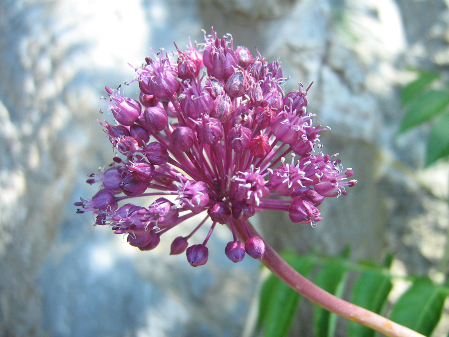 Image of Allium atroviolaceum specimen.