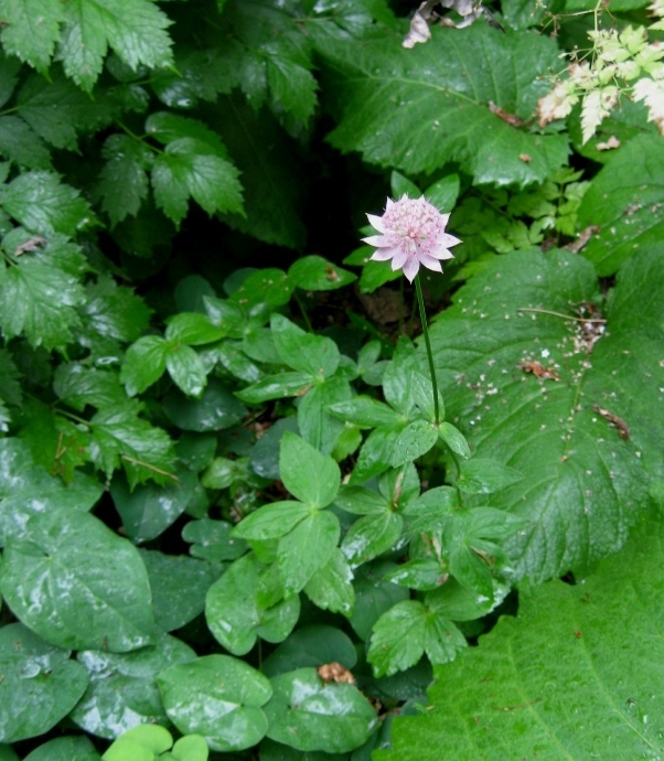 Изображение особи Astrantia maxima.
