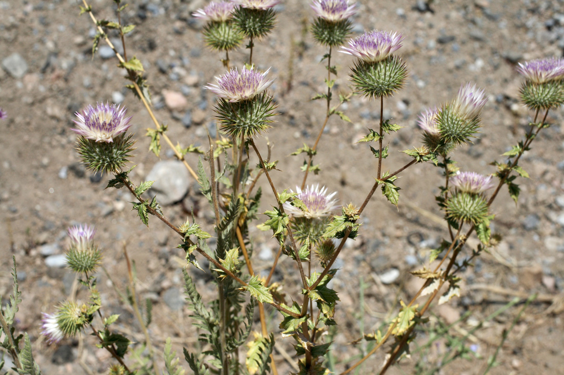 Image of Cousinia radians specimen.