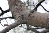 Populus pruinosa