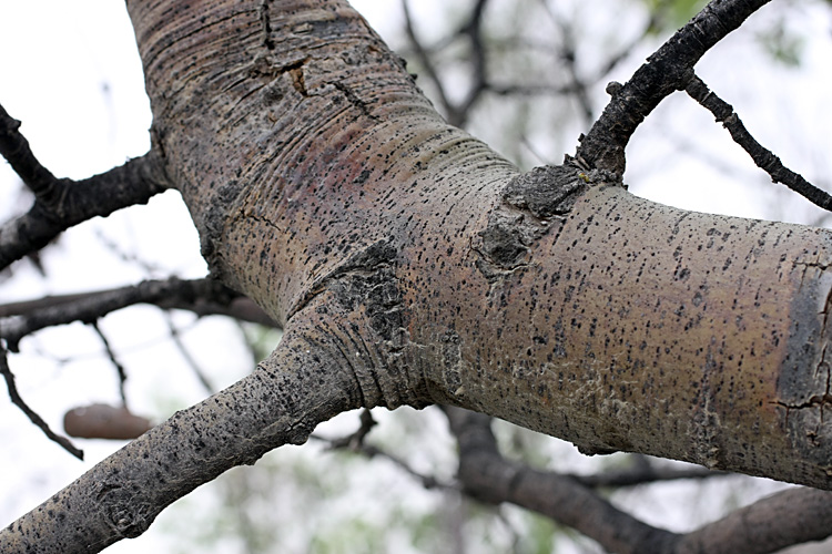 Изображение особи Populus pruinosa.