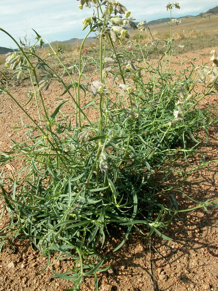 Image of Silene amoena specimen.