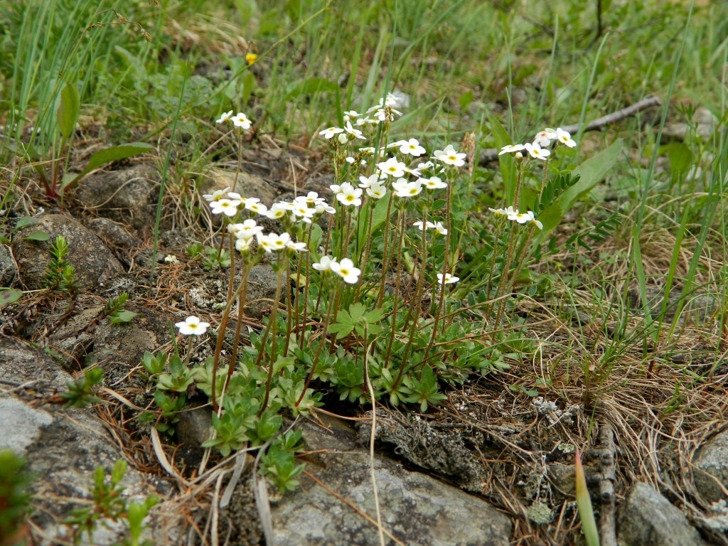 Image of Androsace arctisibirica specimen.