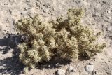 Xanthium spinosum