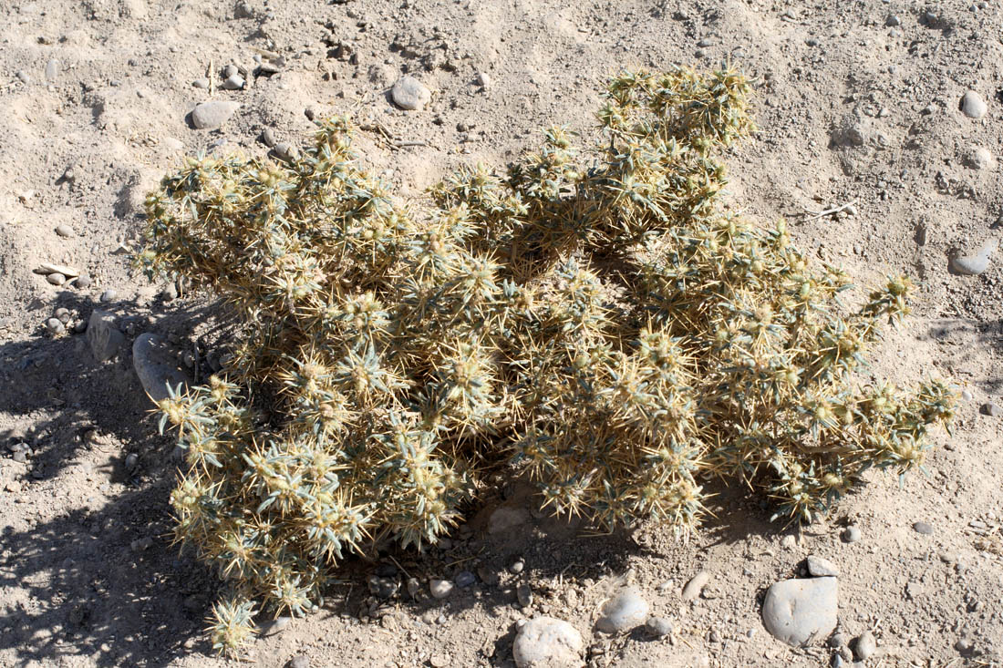 Изображение особи Xanthium spinosum.