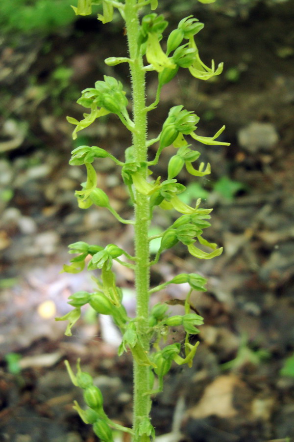 Изображение особи Listera ovata.